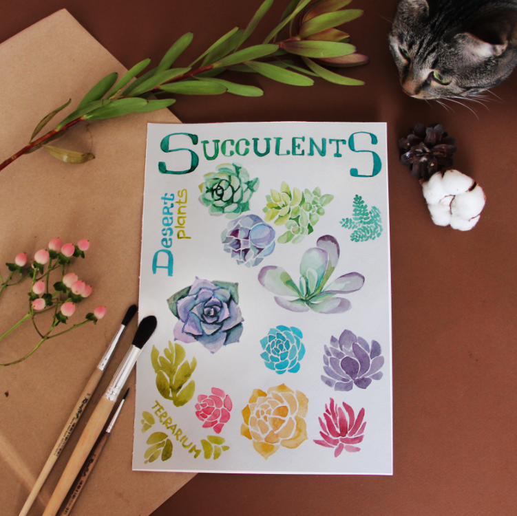 кот, кактус, succulents, desert plants